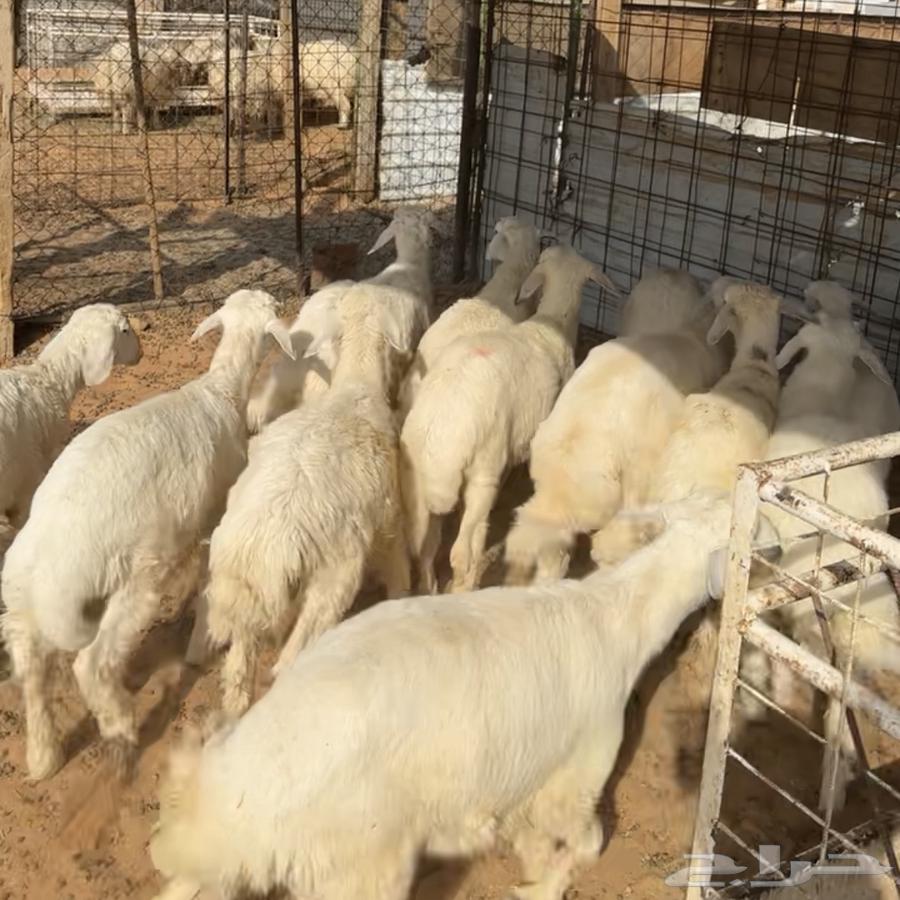 خرفان حري ( تم البيع )64480277359361110