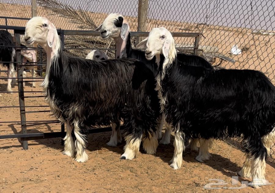 For sale, we have a discounted camel with offspring64481319049474114