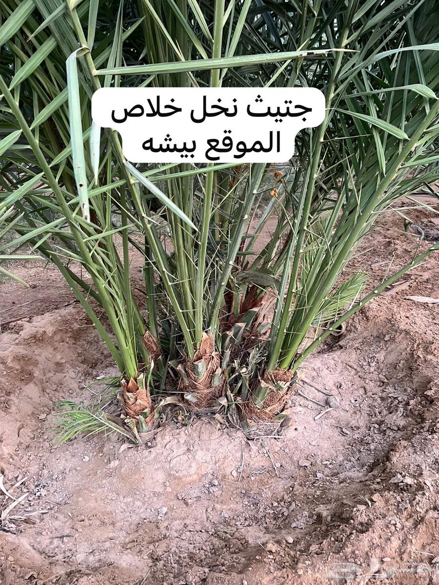 نخل خلاص لبيع64485297820162110