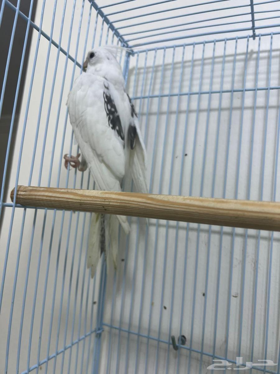 انثى كروان بايد أسبلت كريمي تم البيع64485447107329113