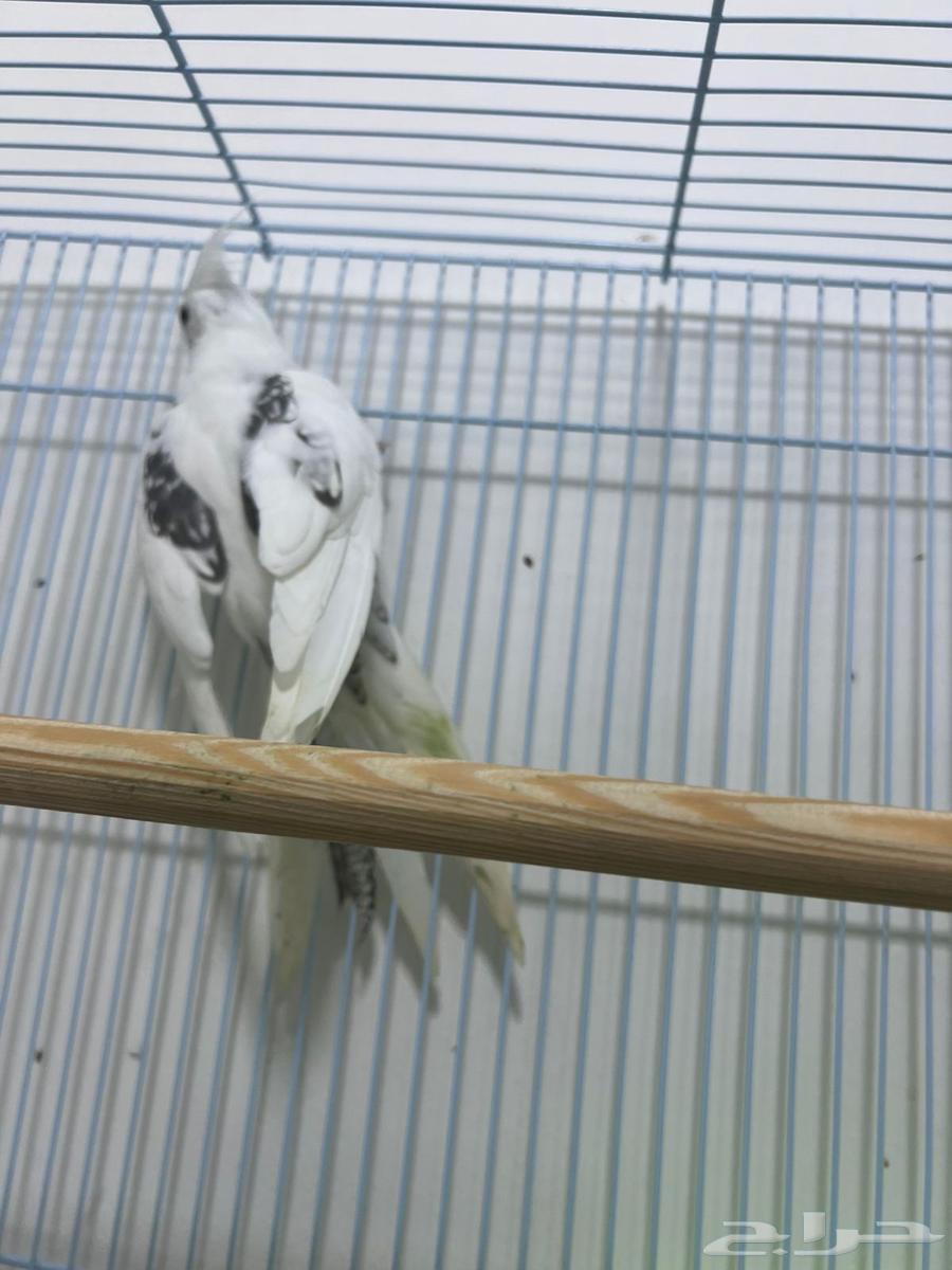 انثى كروان بايد أسبلت كريمي تم البيع64485447107329114