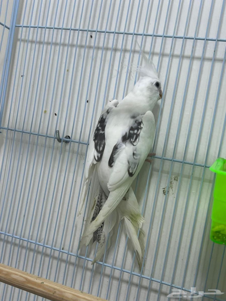 انثى كروان بايد أسبلت كريمي تم البيع64485447107329110