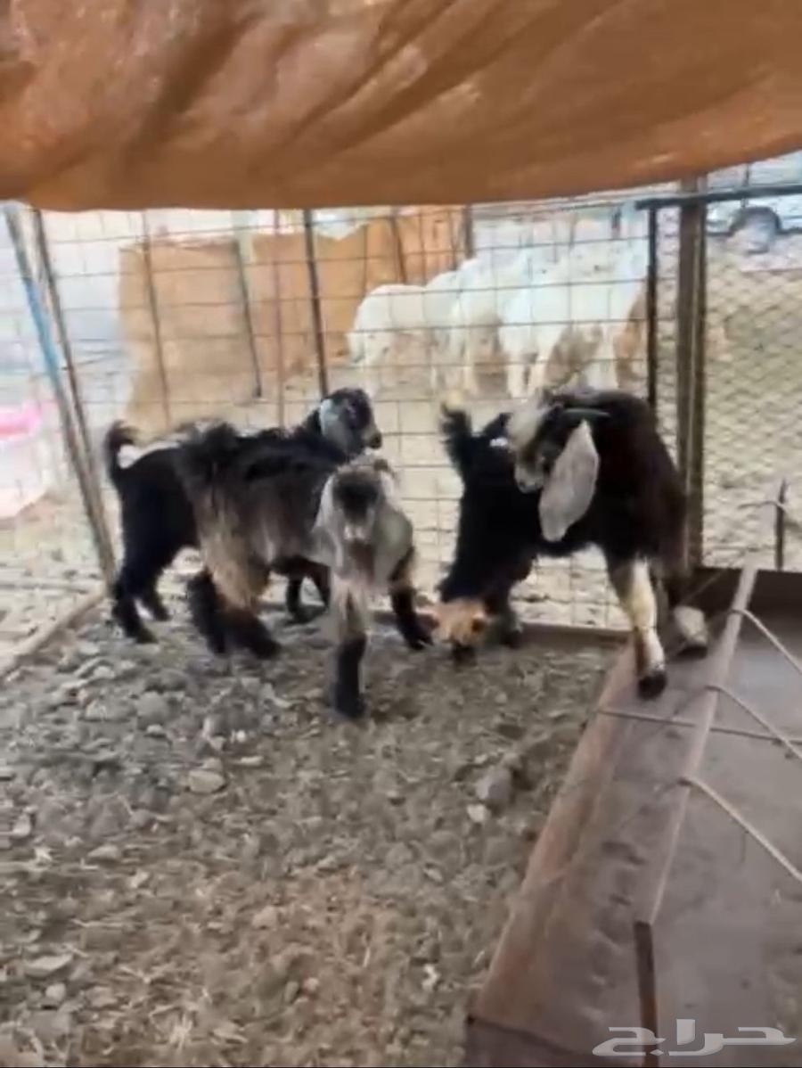 تيوس عوارض تم البيع64484403028483111