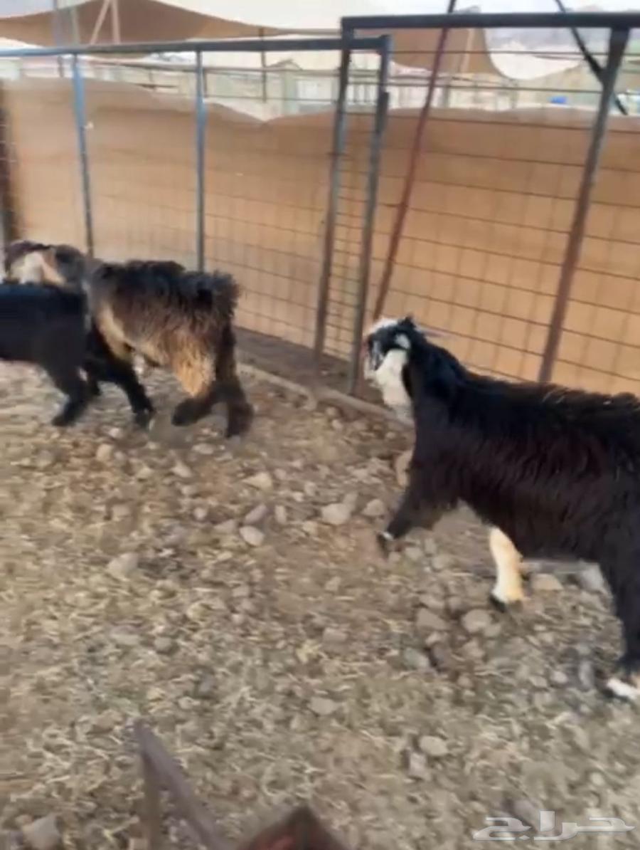 تيوس عوارض تم البيع64484403028483112