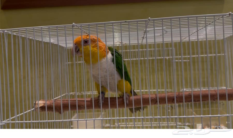 ذكر كايك ويت بيلي للإنتاج64483798795779110