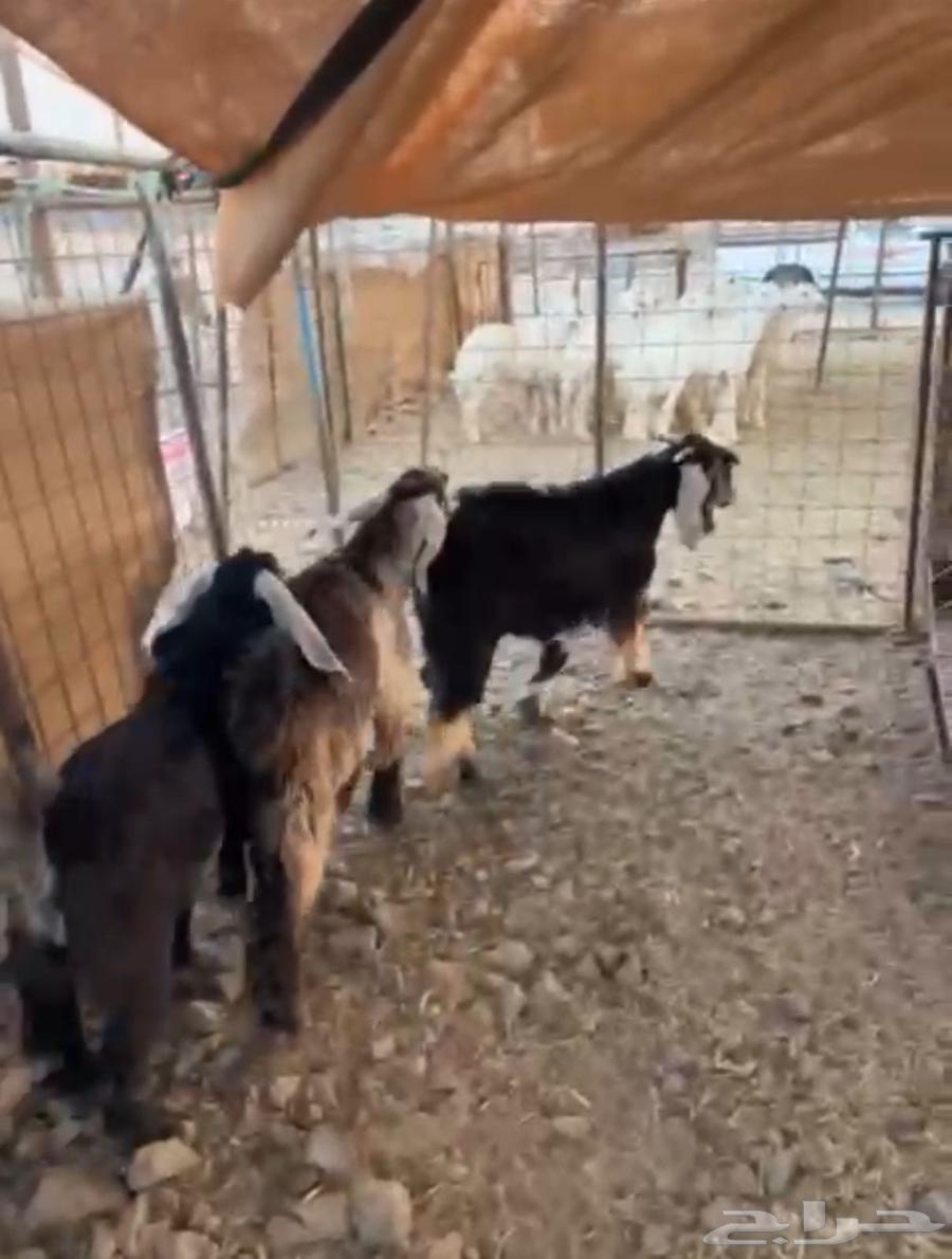 تيوس عوارض تم البيع64484403028483110