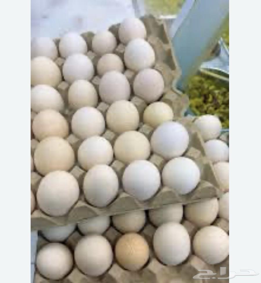 بيض بلدي نظيف64486012764033110