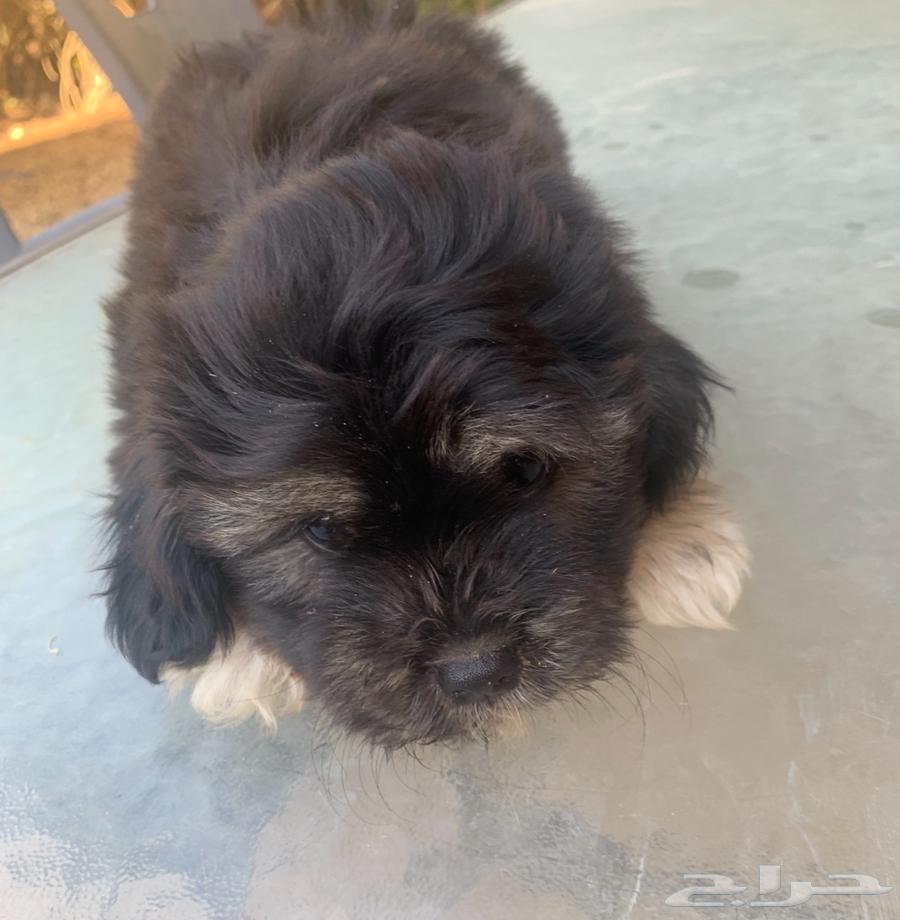 للبيع صغار كلاب شيتزو64483487170435110
