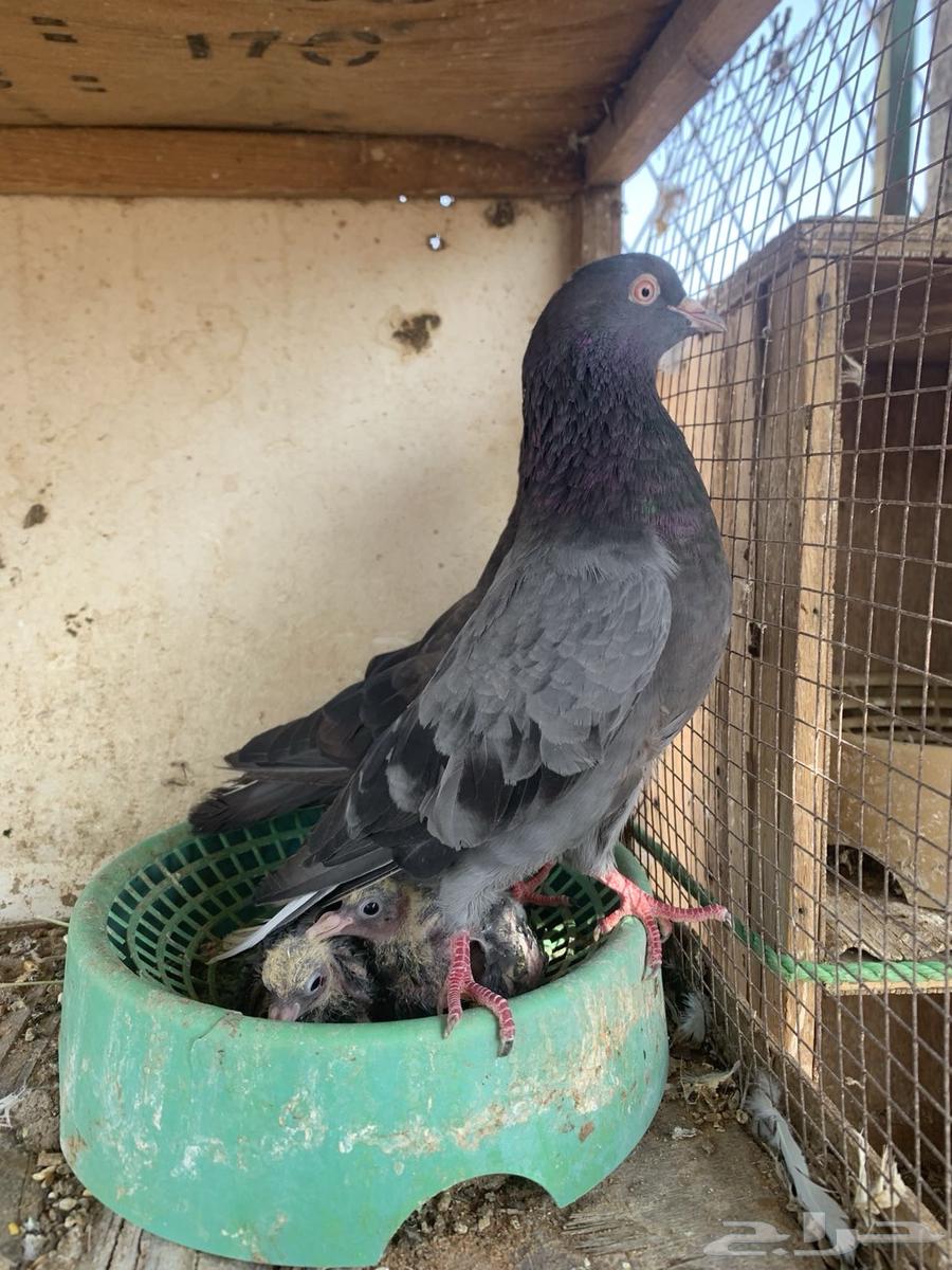 حمام قلابي تم البيع64480331986177113