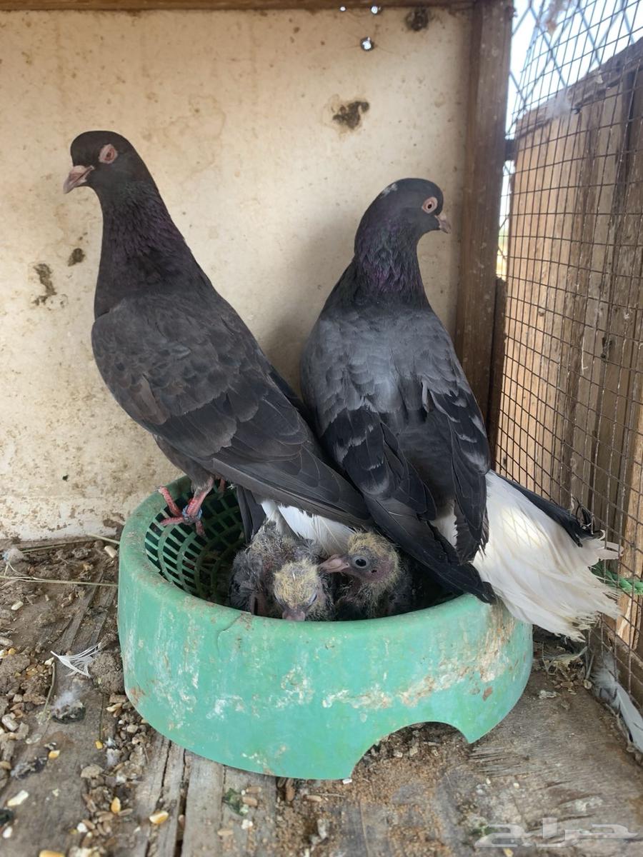 حمام قلابي تم البيع64480331986177111