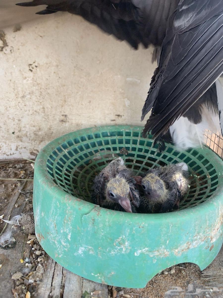 حمام قلابي تم البيع64480331986177114