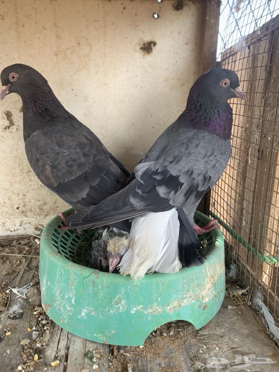 حمام قلابي تم البيع64480331986177112