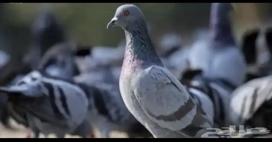 حمام بري للبيع64480386499330110