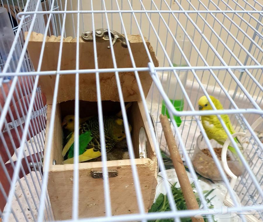 طيور الحب(البادجي)64483273924353110