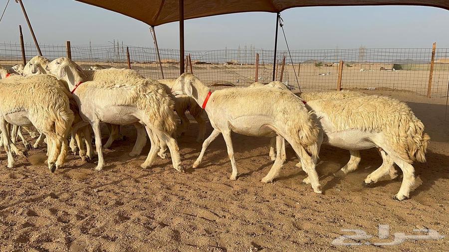 رخال حرية حرش عدد 30 بلفحل64483612023425110