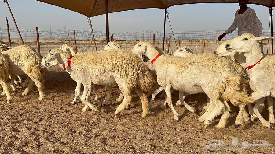 رخال حرية حرش عدد 30 بلفحل64483612023425114