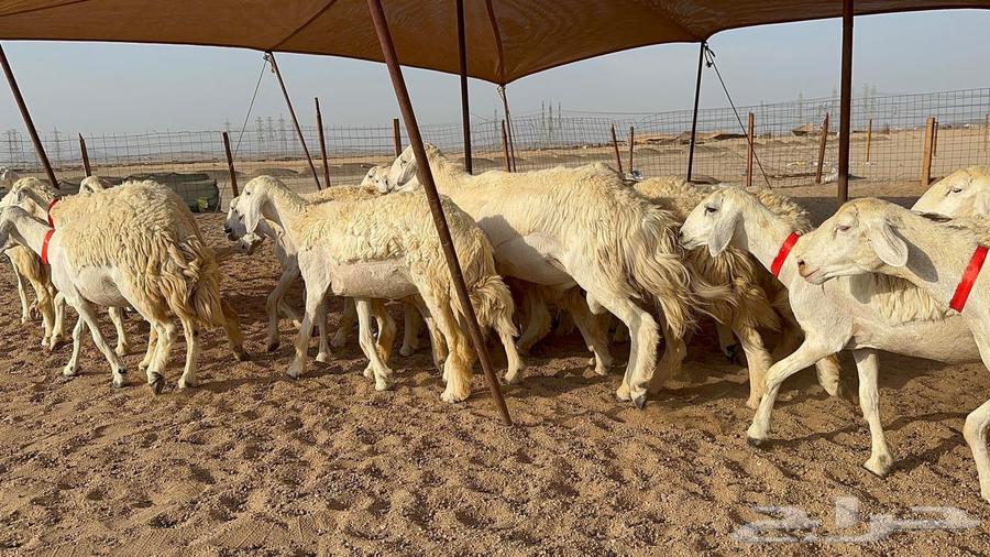 رخال حرية حرش عدد 30 بلفحل64483612023425113