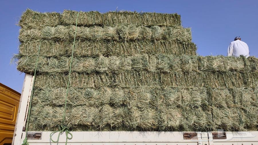 رودس تلبين جديد64482782452355110