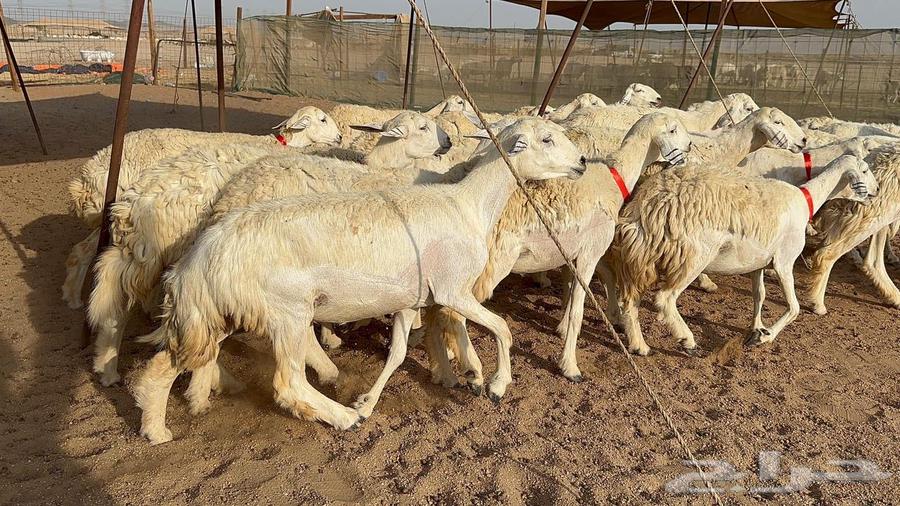 رخال حرية حرش عدد 30 بلفحل64483612023425112