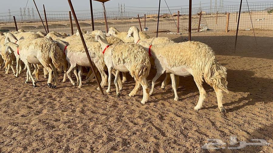 رخال حرية حرش عدد 30 بلفحل64483612023425111