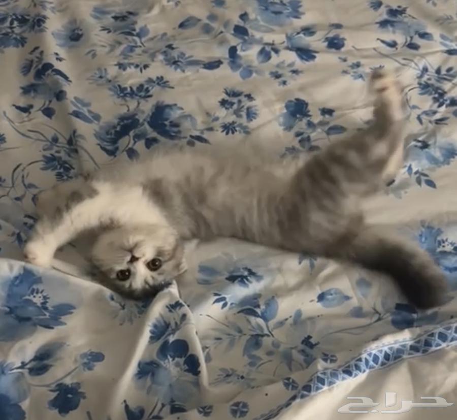 قطه انثى للبيع السعر 250 rs64479217597825110