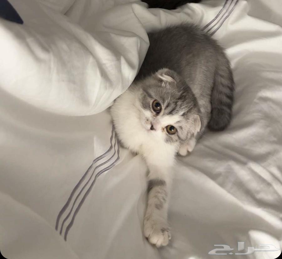 قطه انثى للبيع السعر 250 rs64479217597825113