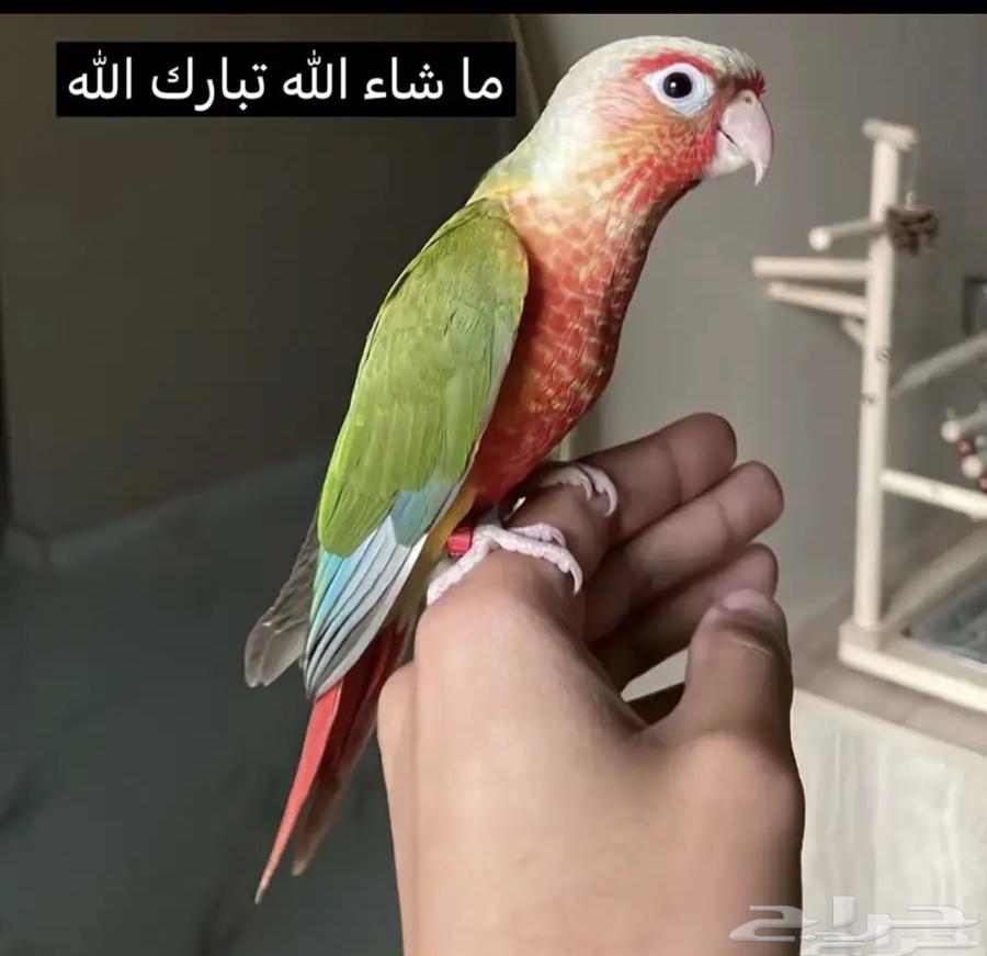Kinyor Double Factor Red Face Lovebird, 4.5 Months Old64480908881666111