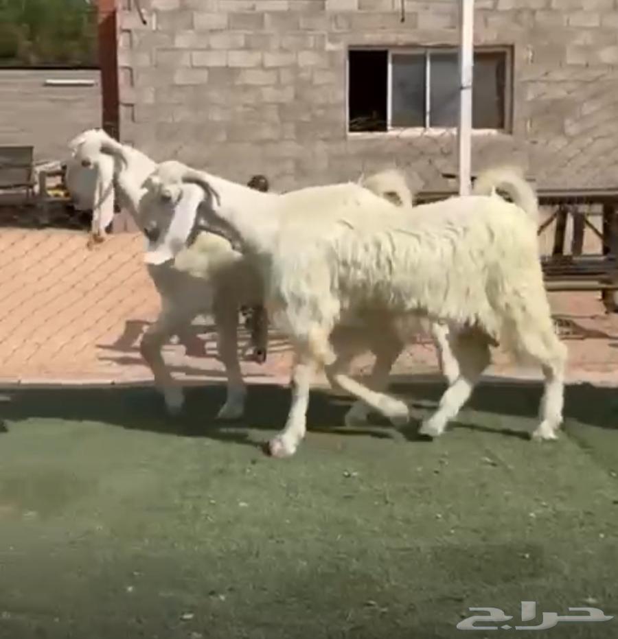 مشاريع تيوس مشاريك مصري بيض64480537689089110