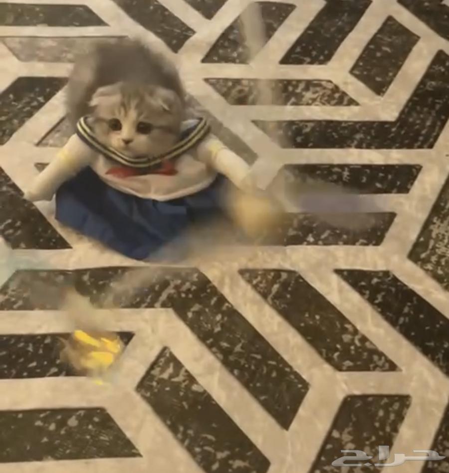 قطه انثى للبيع السعر 250 rs64479217597825111