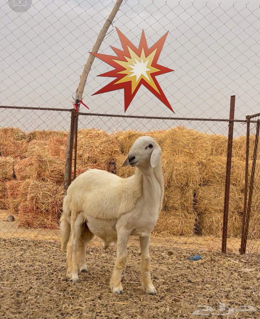 مشروع صنف الصنف تم البيع خارج الموقع64481750285058112