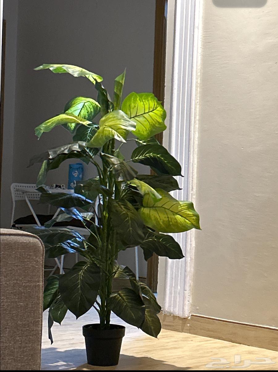 نبته صناعية64479120058499112