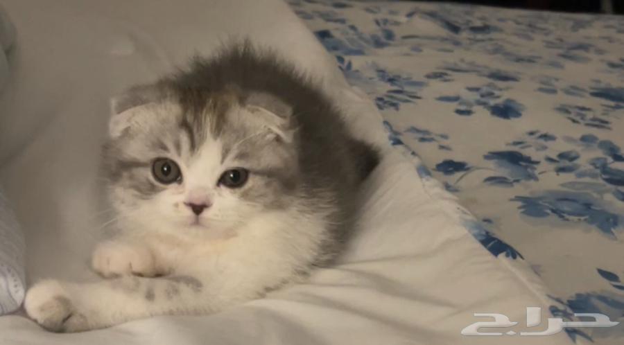 قطه انثى للبيع السعر 250 rs64479217597825112
