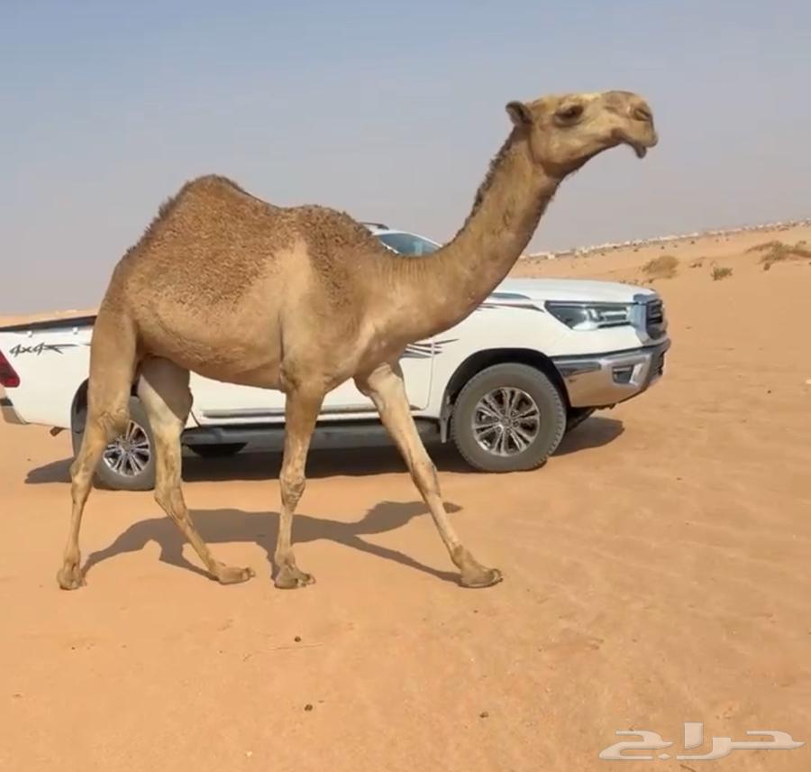 بكره حقه شعلا كفو.64483055140481112