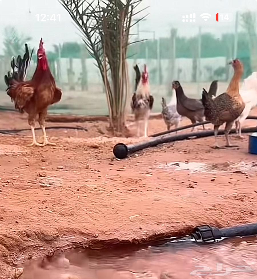 ديك بلدي مجموعه64480935969539110