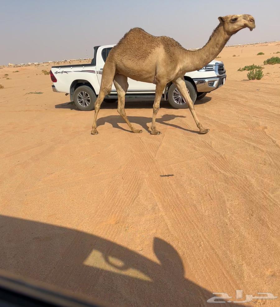 بكره حقه شعلا كفو.64483055140481110