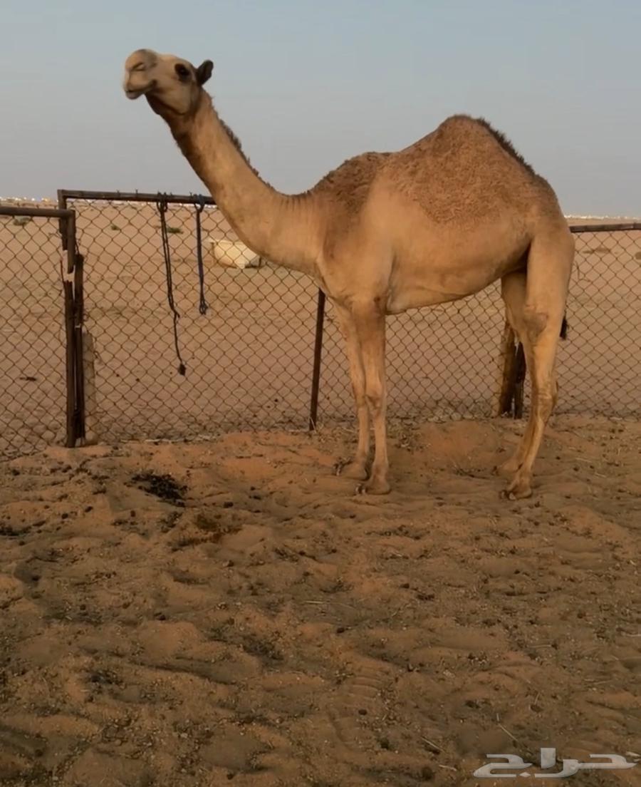 بكره حقه شعلا كفو.64483055140481113