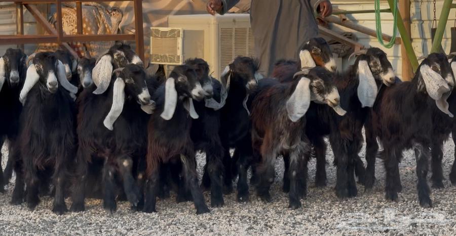 Stallions of Rams Signs, Final Edition No. 1864484470935555110