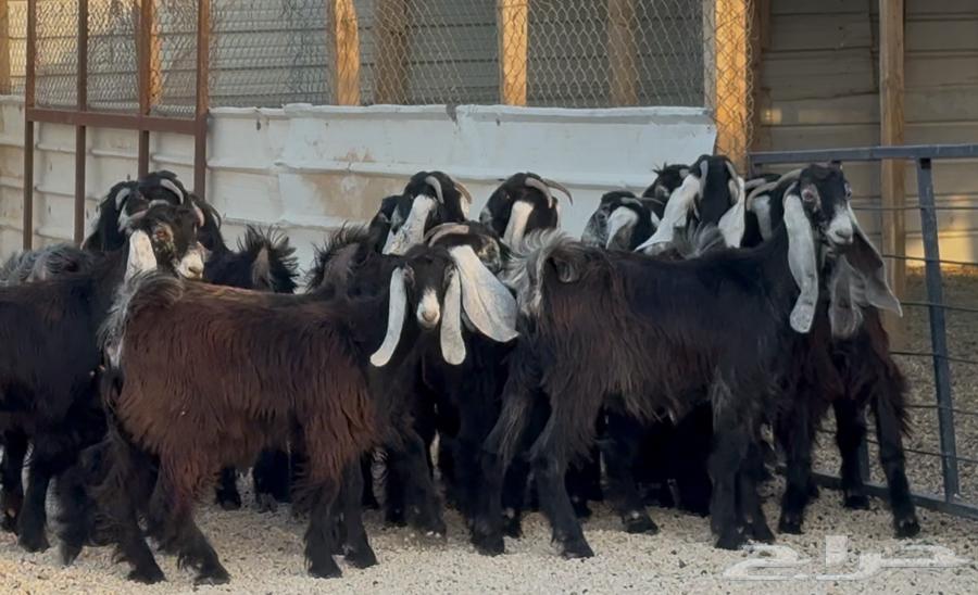 Stallions of Rams Signs, Final Edition No. 1864484470935555114