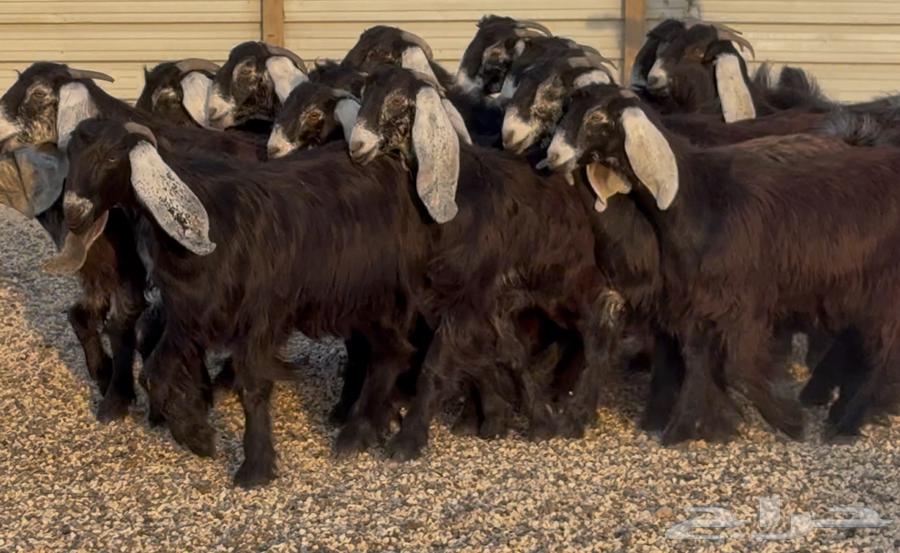 Stallions of Rams Signs, Final Edition No. 1864484470935555112