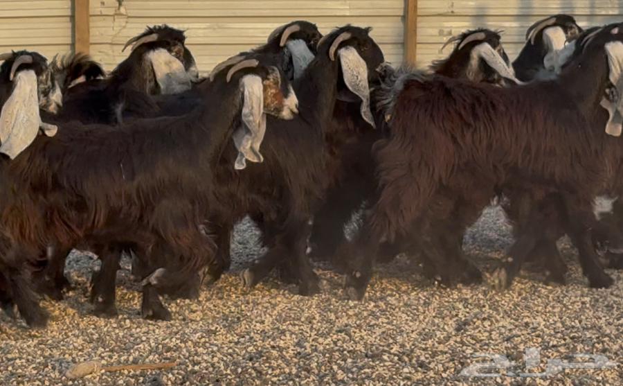 Stallions of Rams Signs, Final Edition No. 1864484470935555113