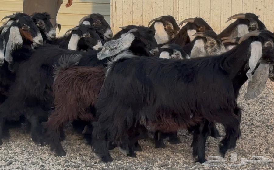 Stallions of Rams Signs, Final Edition No. 1864484470935555111