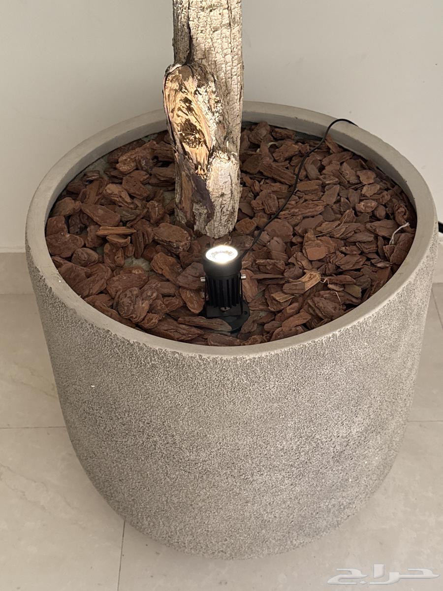 Olive tree with natural trunk and artificial branches, high quality64481818167809112