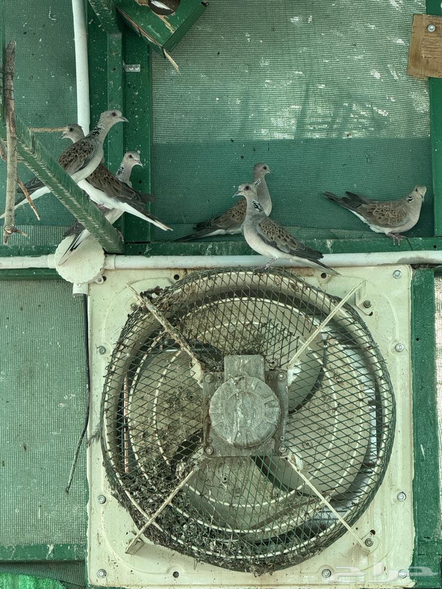 للبيع حمام قميري64482932468866111