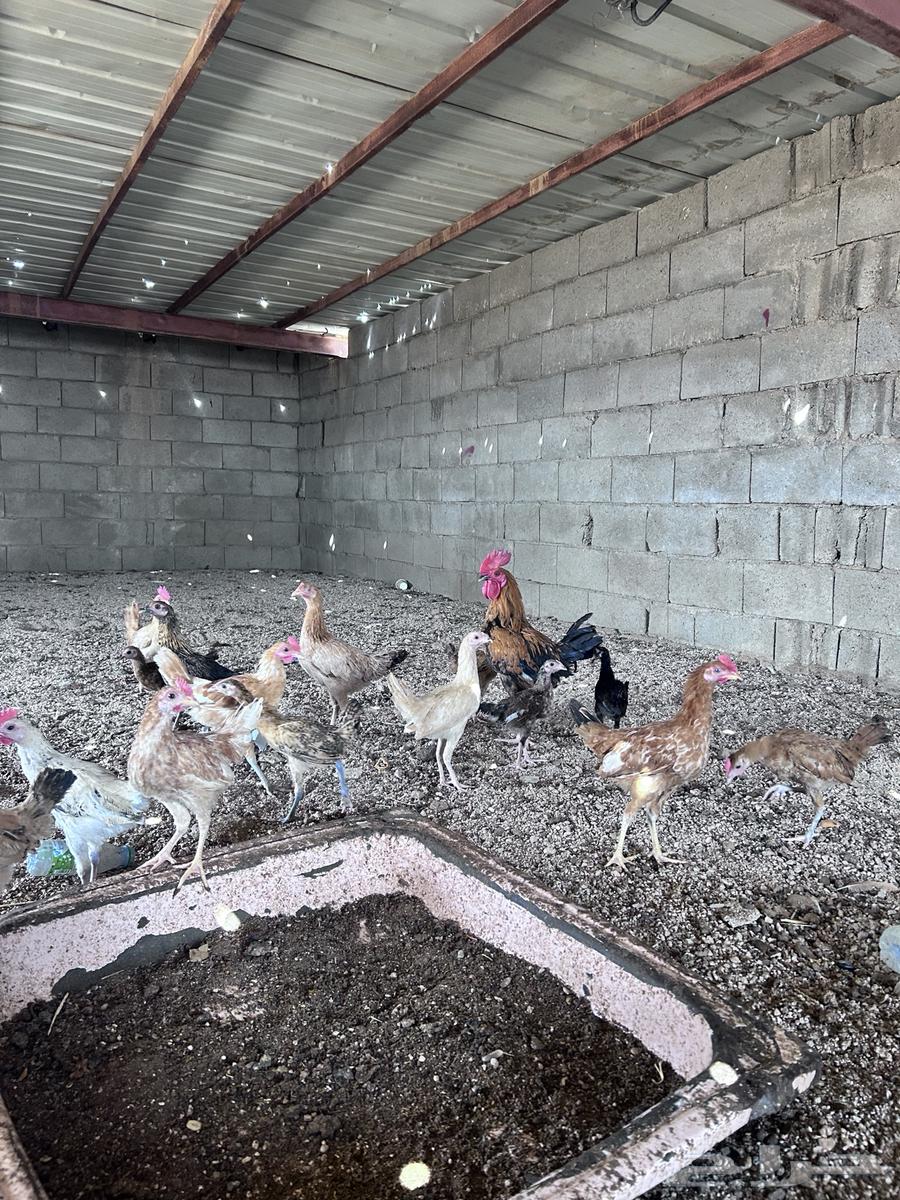 صيصان العمر أربع شهور الموقع الجمش64480400522753111