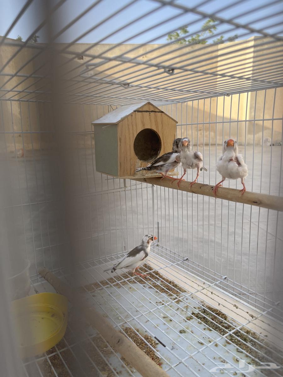 جوز زيبرا64433297005571111