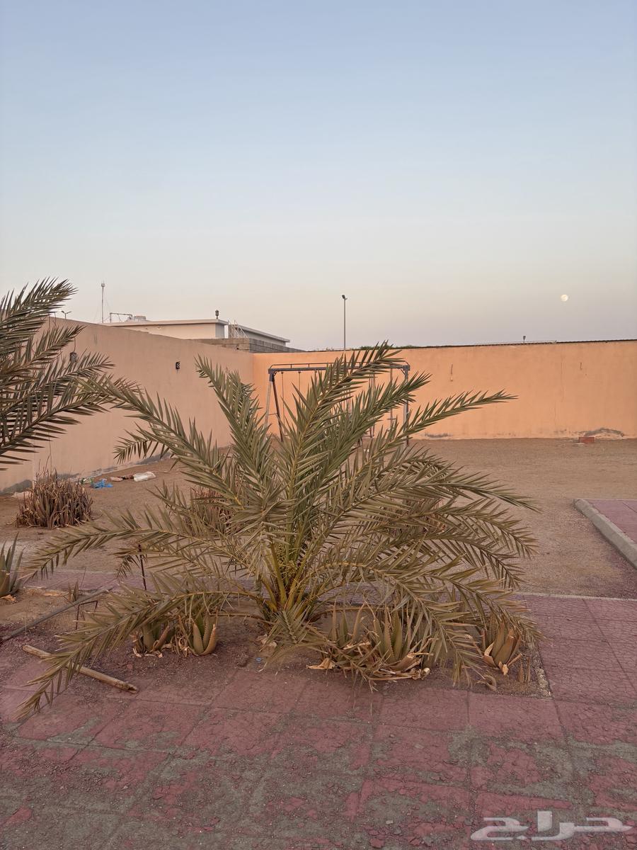 نخلة للبيع النقل على المشتري64484593964034110