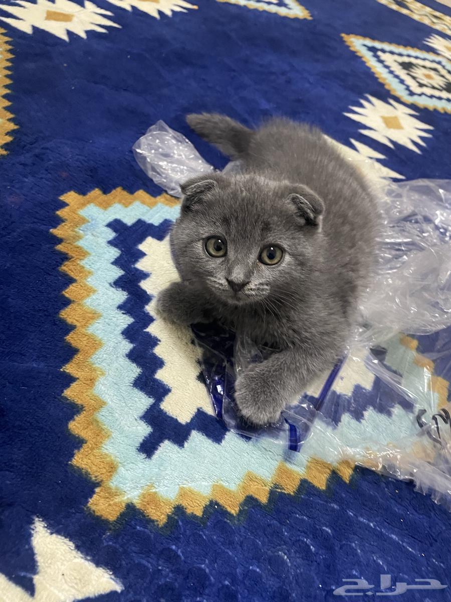 Squash Fold64479745653506112