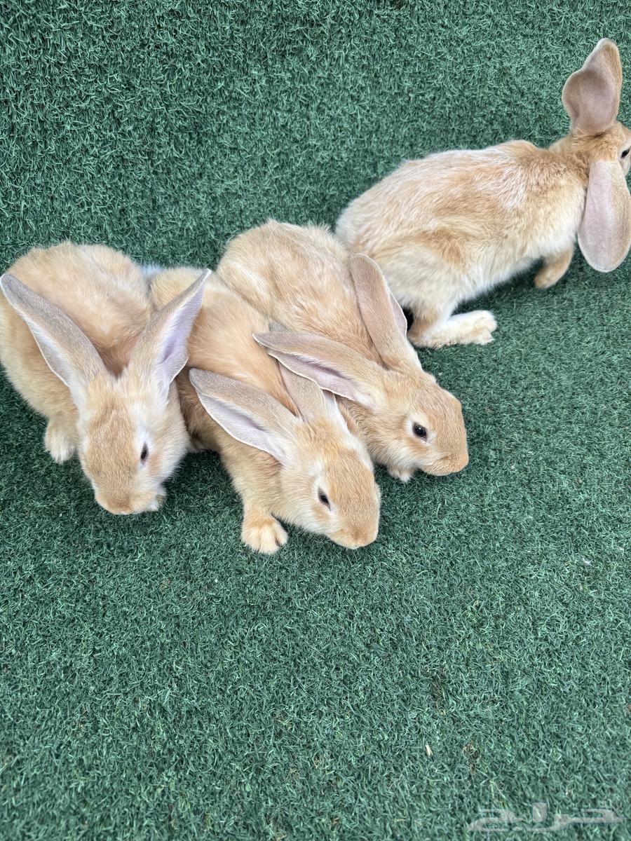 عرضين اطقم ارانب فلاندر الماني64484184778881110