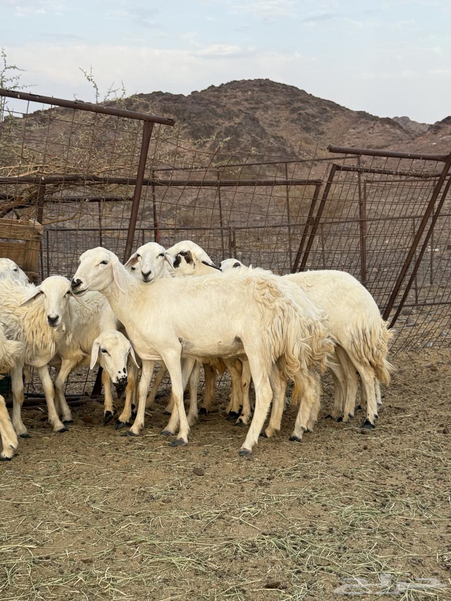 رخال مضاريع عددها 1664484703640835110