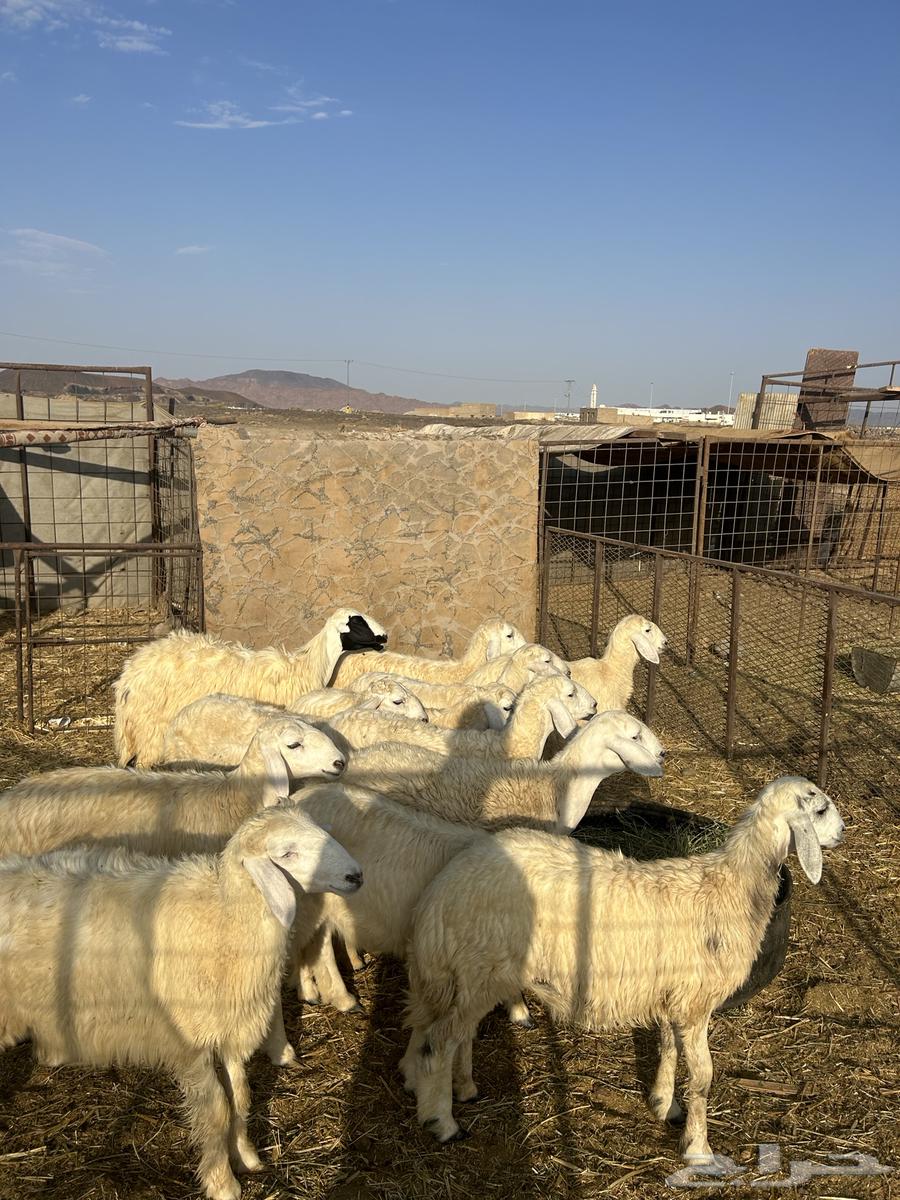 رخال حريات الحد ( 1080 ) تم البيع64480194642689112